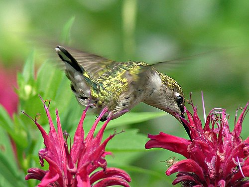 Golden  Hummingbird - copyright owned by whittler113