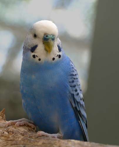 Thinking About Blue Parakeets