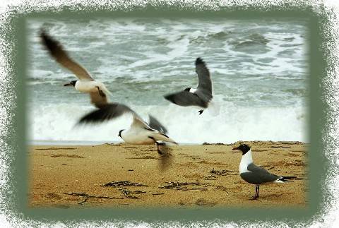 Atlantic Ocean Gulls