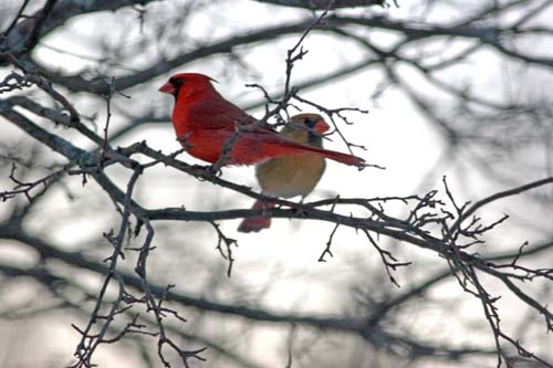 images of love birds kissing. Cardinals- -The Love Birds