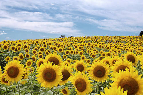 field-of-sunflowers_46532.jpg