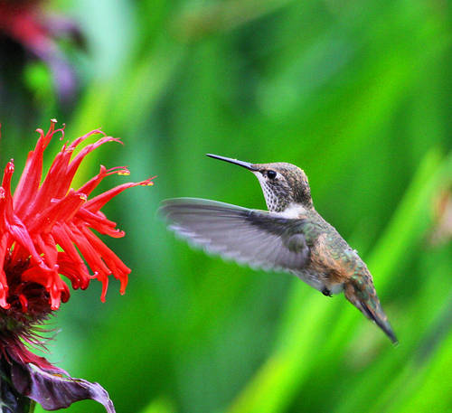 Hummingbird, pollen on beak & head - copyright owned by  alandrapal