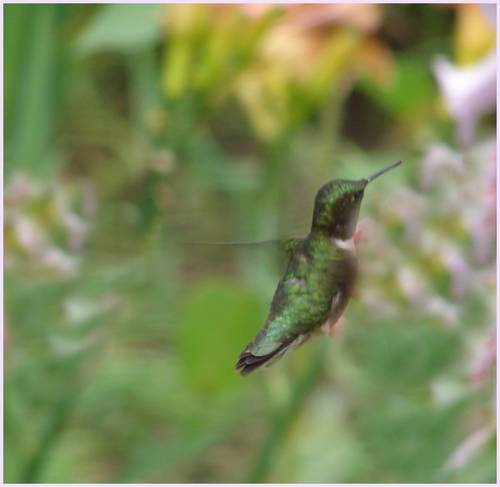 Hummingbird - copyright owned by shutterbug
