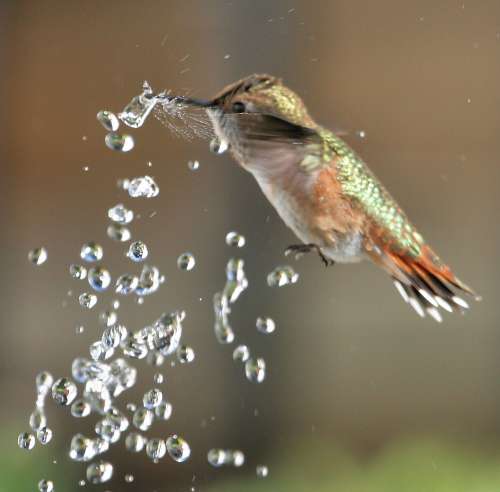 Hummingbird Breaking Water Bubble with her Beak!! - copyright  owned by alandrapal