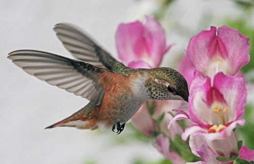 Hummingbird - Colibri or Flower Kisser - copyright owned by  alandrapal