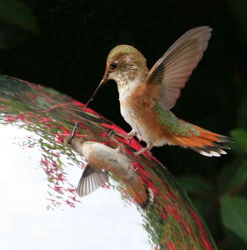 Hummingbird Fairy on Gazing ball 2007, - copyright owned by  alandrapal