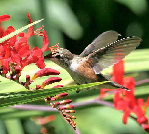 interesting hummingbird - copyright owned by alandrapal