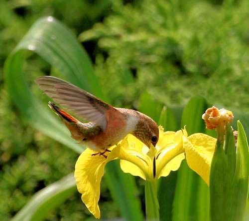 Hummingbird Visits Yellow Iris - copyright owned by alandrapal