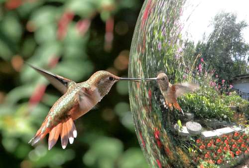 Hummingbird Open beak on gazing ball - copyright owned by  alandrapal