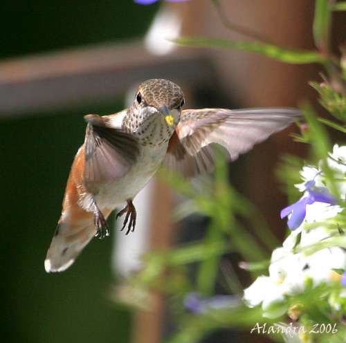 Hummingbird Pollen on Beak - copyright owned by alandrapal