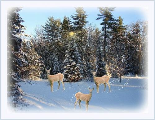 christmas deer duplicate