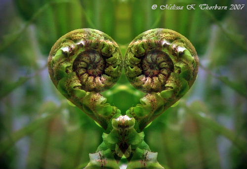 Koru Love. Happy Valentines for all The Lens Flare Members from Mel in New 