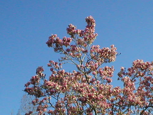 japanese magnolia tree pictures. This is the top of the Japanese Magnolia tree. All of the foliage you see are flowers. It is pretty. I do love it. What was just as pretty to me was the
