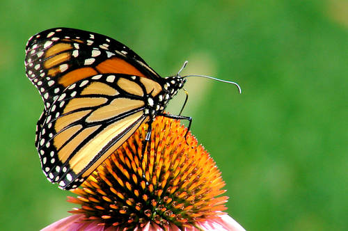 Monarch Butterfly, Monarch Butterfly Pictures, Butterfly Types, Butterfly Names List