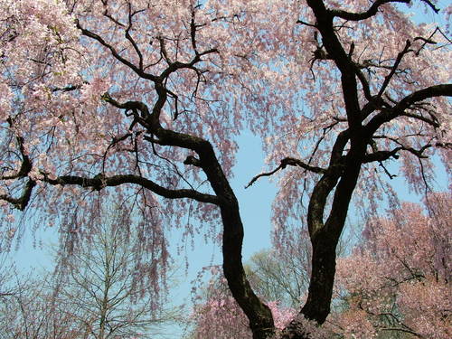 springtrees_15566