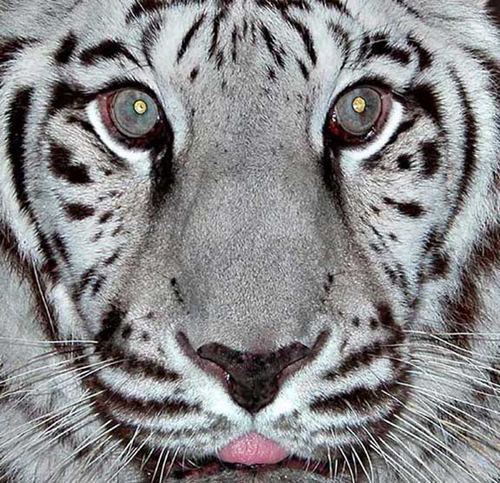 White Tigers Eyes