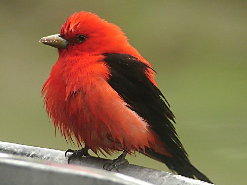 "Scarlet Tanager" copyright owned by whittler113